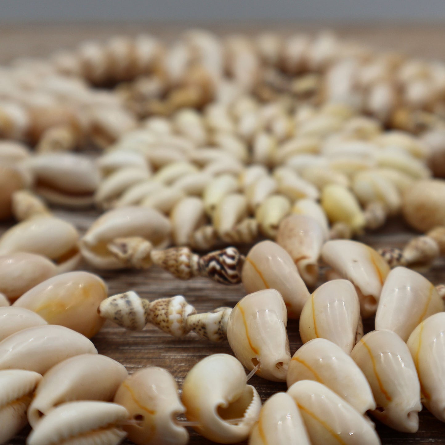 Close up detail of vintage cowrie and puka shell construction showing natural variation