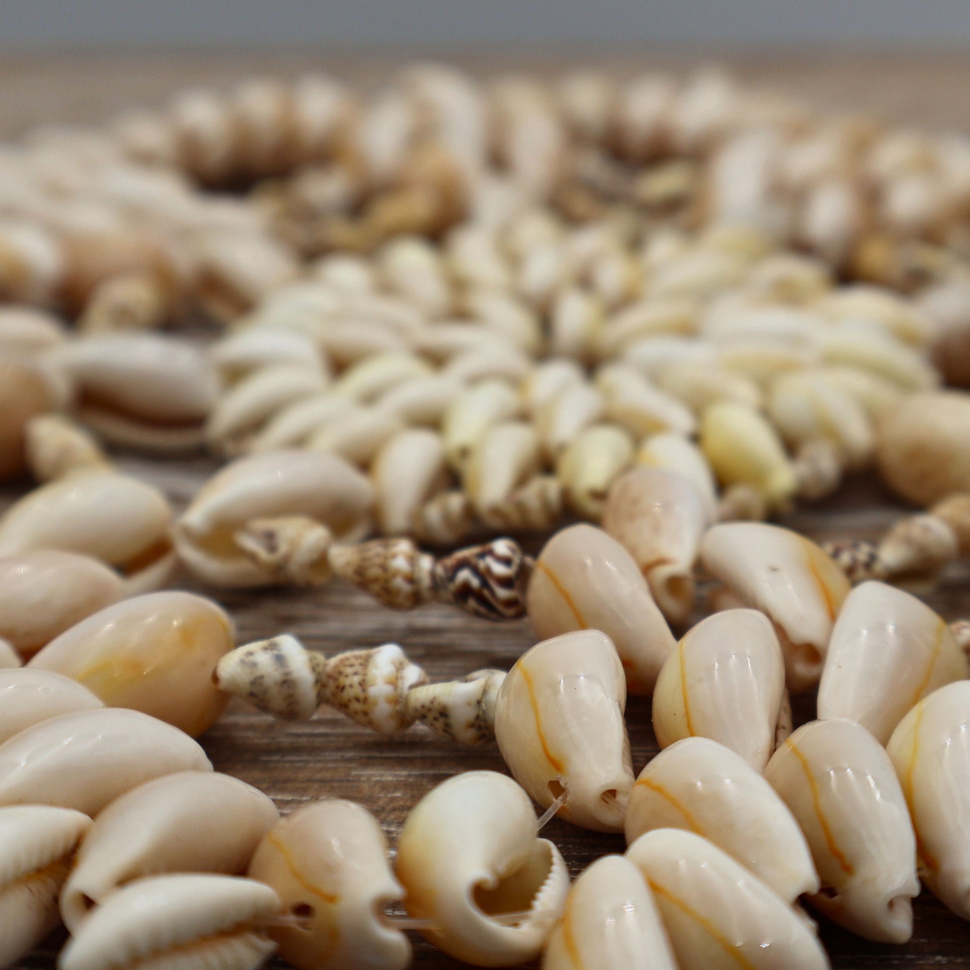 Close up detail of vintage cowrie and puka shell construction showing natural variation