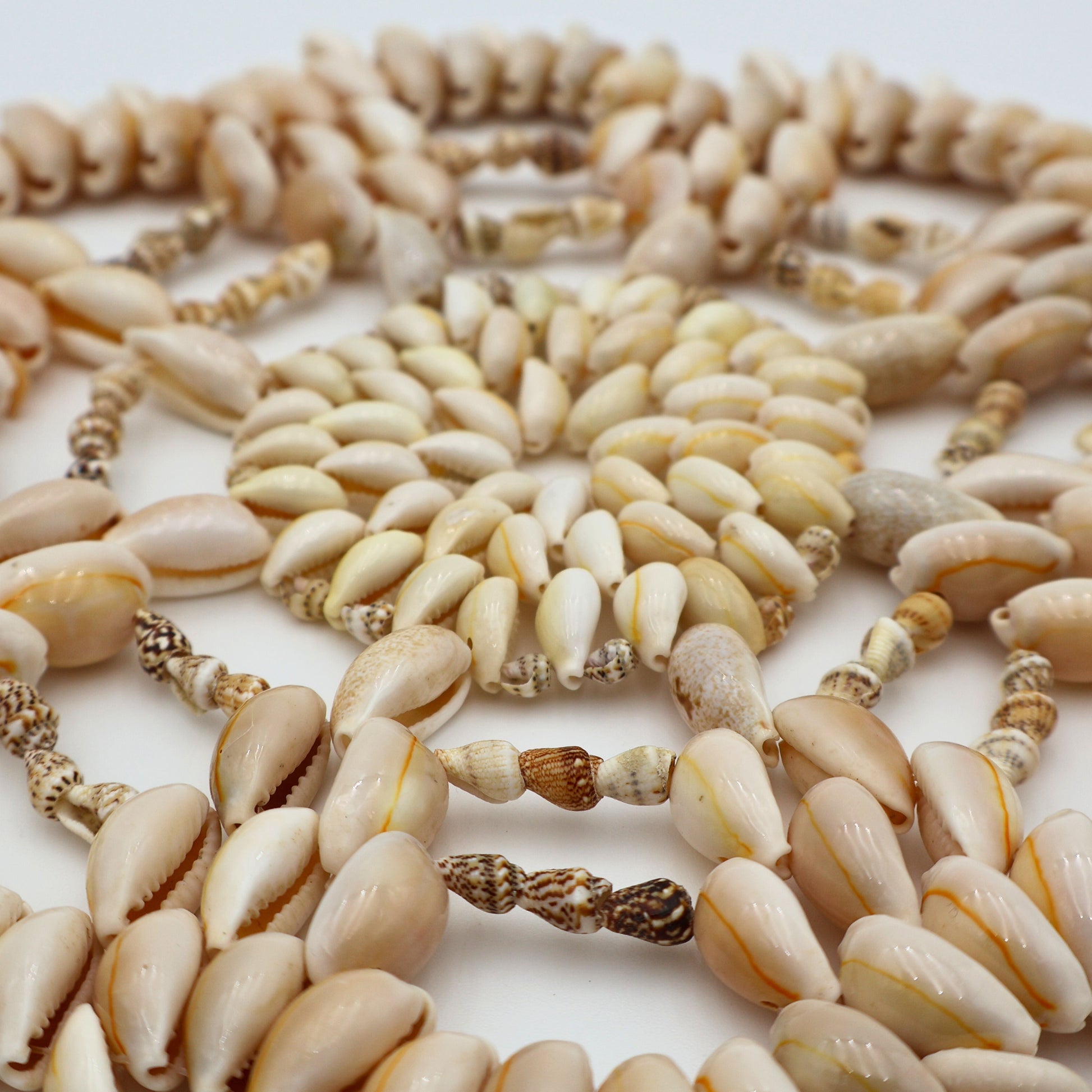 Vintage seashell cowrie puka trivet isolated on white background